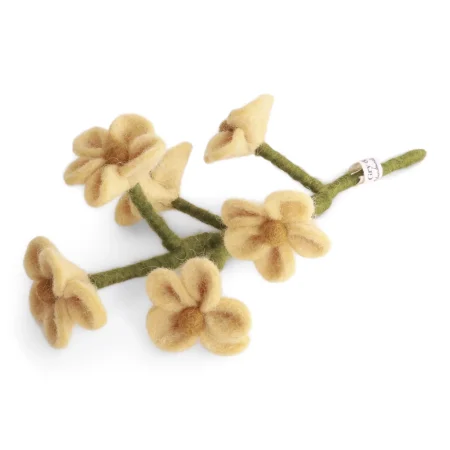 Filz-Forgetmenot, light yellow, Flower-Bar